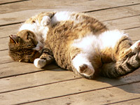 Cat (Felis silvestris catus)