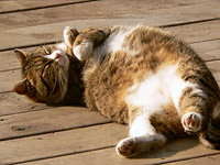 Cat (Felis silvestris catus)