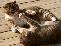 Cat (Felis silvestris catus)