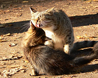 Cat (Felis silvestris catus)