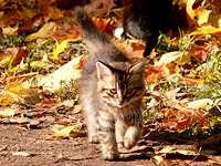Cat (Felis silvestris catus)