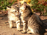 Cat (Felis silvestris catus)