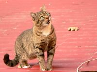 Cat (Felis silvestris catus)