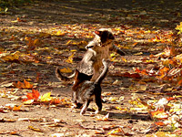 Cat (Felis silvestris catus)