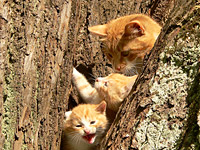 Cat (Felis silvestris catus)