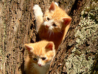 Cat (Felis silvestris catus)