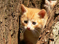 Cat (Felis silvestris catus)