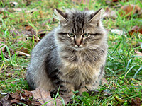 Cat (Felis silvestris catus)
