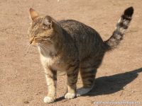 Cat (Felis silvestris catus)