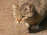 Cat (Felis silvestris catus)