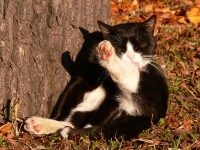 Cat (Felis silvestris catus)
