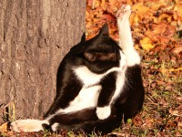Cat (Felis silvestris catus)