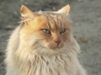 Cat (Felis silvestris catus)