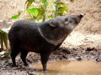 Collared Peccary (Pecari tajacu)