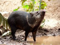 Collared Peccary (Pecari tajacu)