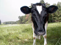 Hausrind (Bos taurus taurus)