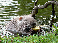 Coypu (Myocastor coypus)