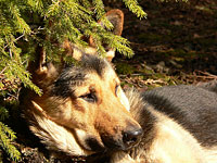 Dog (Canis lupus familiaris)
