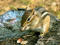 Eastern Chipmunk (Tamias striatus)