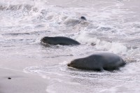 Nördlicher See-Elefant (Mirounga angustirostris)
