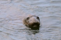 Nördlicher See-Elefant (Mirounga angustirostris)