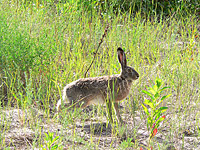 European Hare (Lepus europaeus)