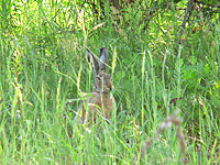 European Hare (Lepus europaeus)