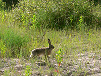 European Hare (Lepus europaeus)