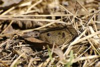 Field Vole or Short-tailed Vole (Microtus agrestis)