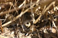Field Vole or Short-tailed Vole (Microtus agrestis)