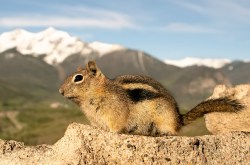 Golden-Mantled Ground Squirrel (Callospermophilus lateralis)