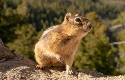 Golden-Mantled Ground Squirrel (Callospermophilus lateralis)