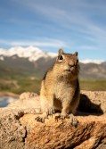 Golden-Mantled Ground Squirrel (Callospermophilus lateralis)