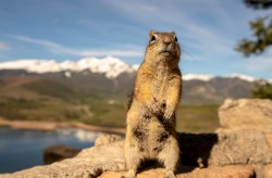 Golden-Mantled Ground Squirrel (Callospermophilus lateralis)