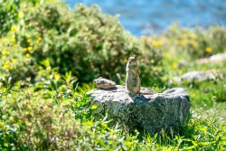 Golden-Mantled Ground Squirrel (Callospermophilus lateralis)
