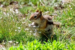 Golden-Mantled Ground Squirrel (Callospermophilus lateralis)