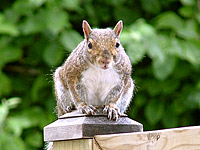 Eastern Gray Squirrel (Sciurus carolinensis)
