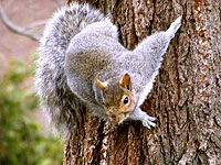 Eastern Gray Squirrel (Sciurus carolinensis)
