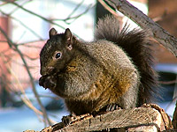 Eastern Gray Squirrel (Sciurus carolinensis)