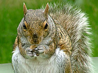Eastern Gray Squirrel (Sciurus carolinensis)