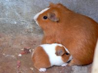Cavia domestica o porcellino d'India (Cavia porcellus)