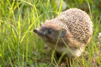 Hedgehog (Erinaceus europaeus)
