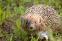 Hedgehog (Erinaceus europaeus)