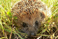 Hedgehog (Erinaceus europaeus)