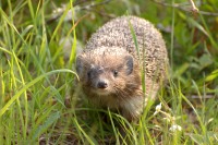 Hedgehog (Erinaceus europaeus)