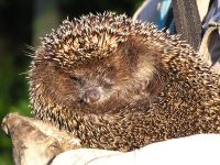 Hedgehog (Erinaceus europaeus)