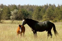 Horse (Equus ferus caballus)