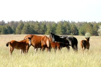 Horse (Equus ferus caballus)