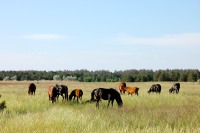 Horse (Equus ferus caballus)