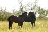 Horse (Equus ferus caballus)